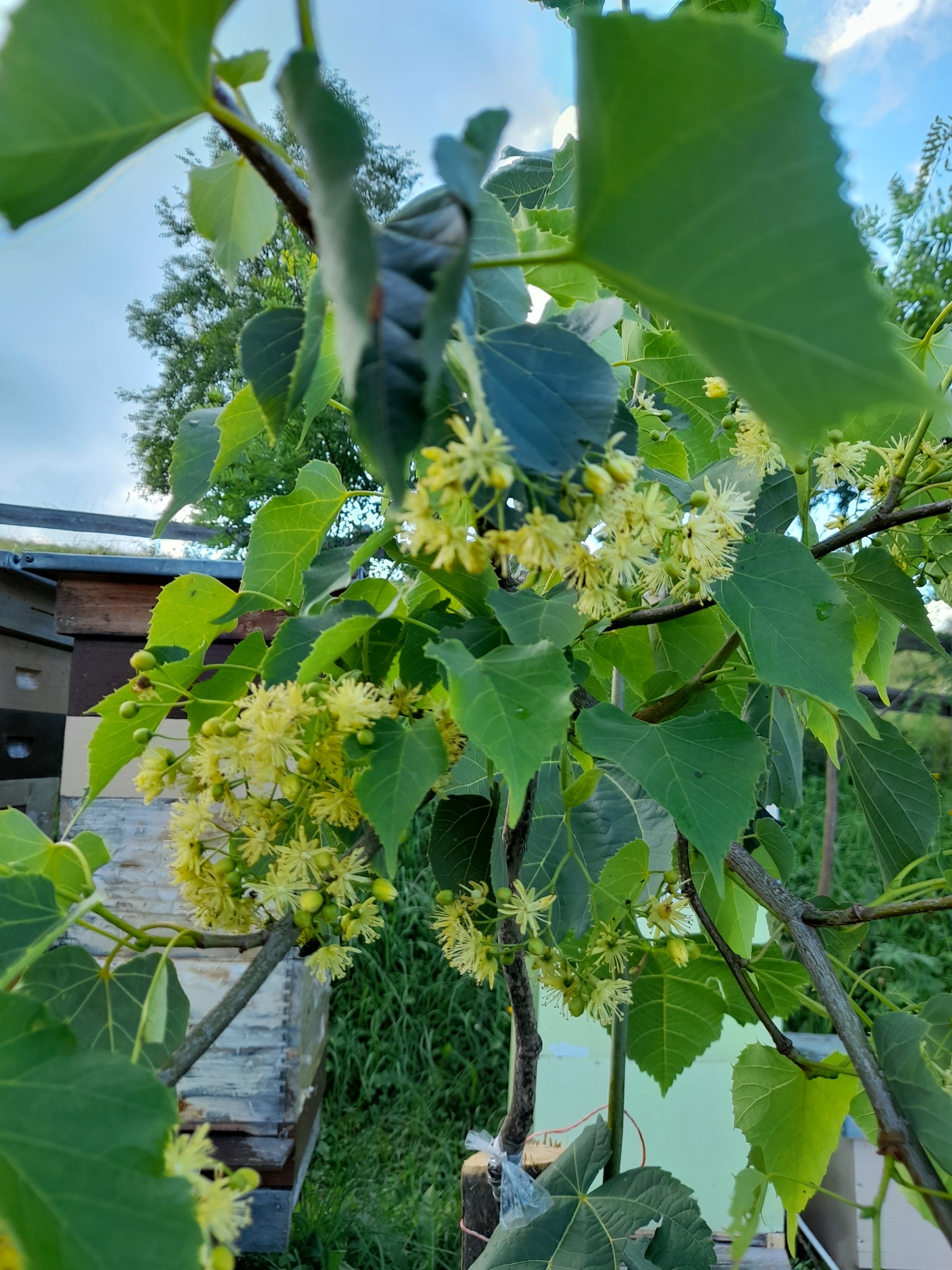 Kwitnąca lipa drobnolistna z bliska, z ulami w tle, potencjalne źródło nektaru dla pszczół miodnych.