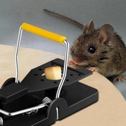 Deratyzacja myszy