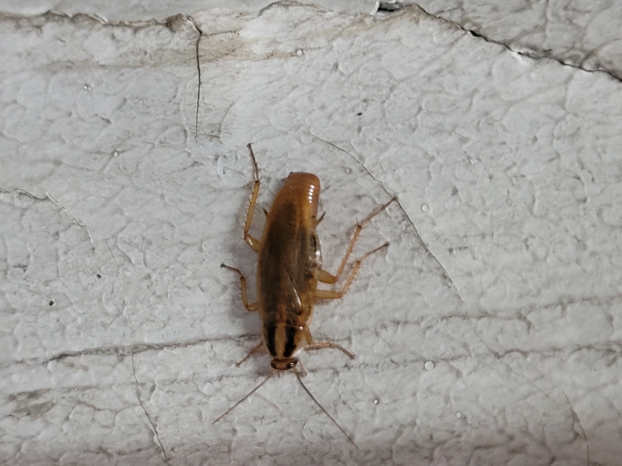 Zwalczanie karaluchów i prusaków