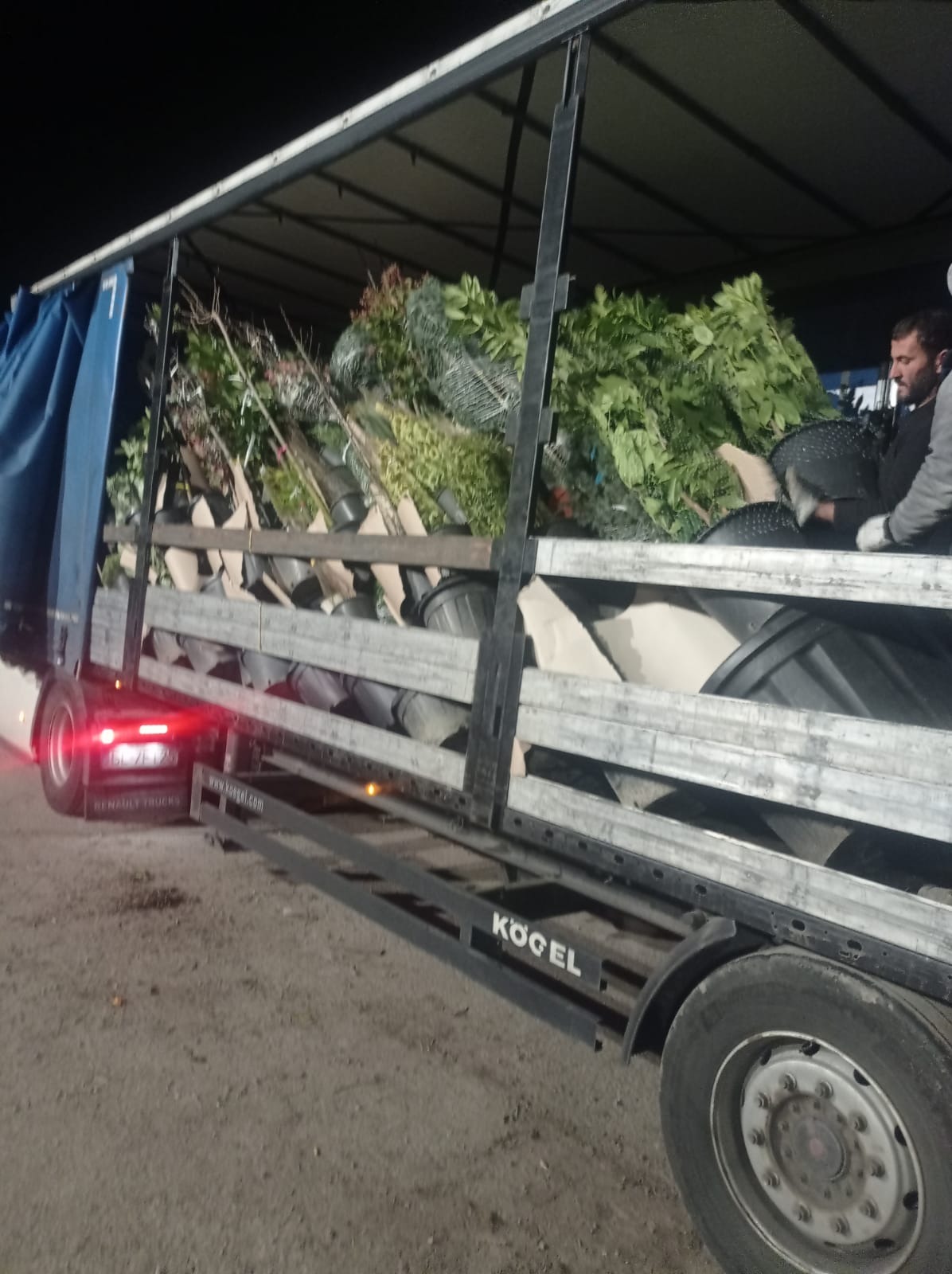 Ciężarówka Renault Trucks z naczepą Kogel przewozi sadzonki drzew w donicach, zabezpieczone siatką, widoczny pracownik na pace.