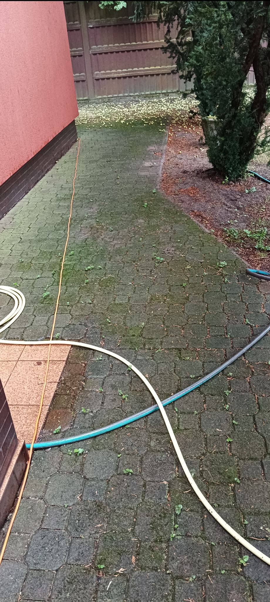 Zaniedbana kostka brukowa porośnięta mchem i chwastami, z widocznymi wężami ogrodowymi, czekająca na czyszczenie.