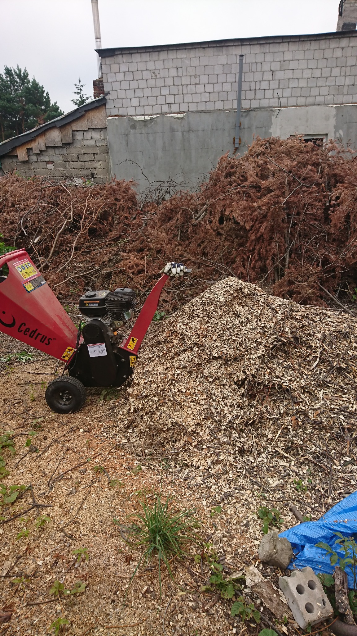Czerwony rębak do gałęzi Cedrus obok sterty świeżych zrębków drzewnych, w tle sterta suchych gałęzi i budynek gospodarczy.