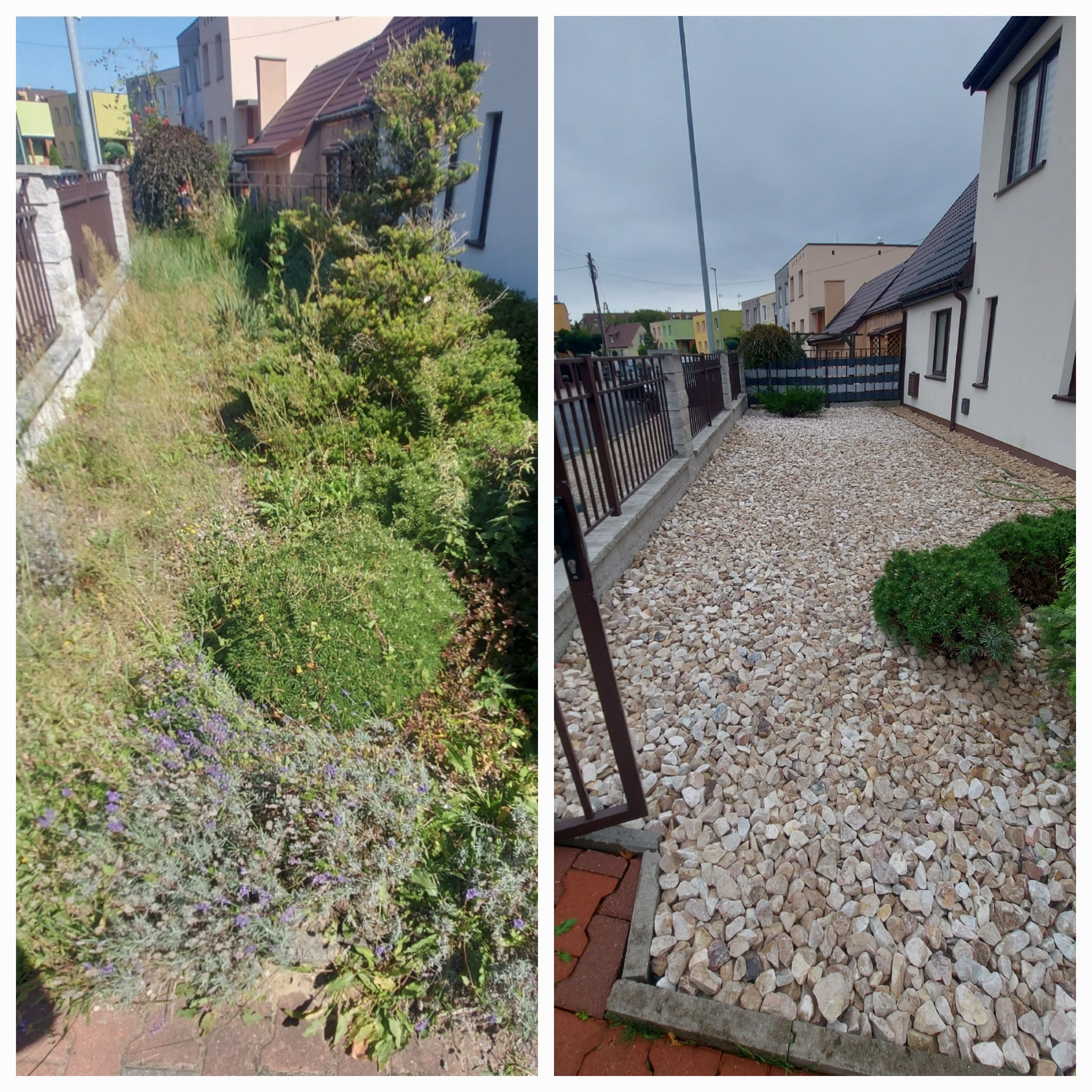 Porównanie stanu ogrodu przed i po: zaniedbana rabata z chwastami i kwitnącą lawendą kontra wysypana białym grysem ścieżka z niskimi krzewami ozdobnymi.