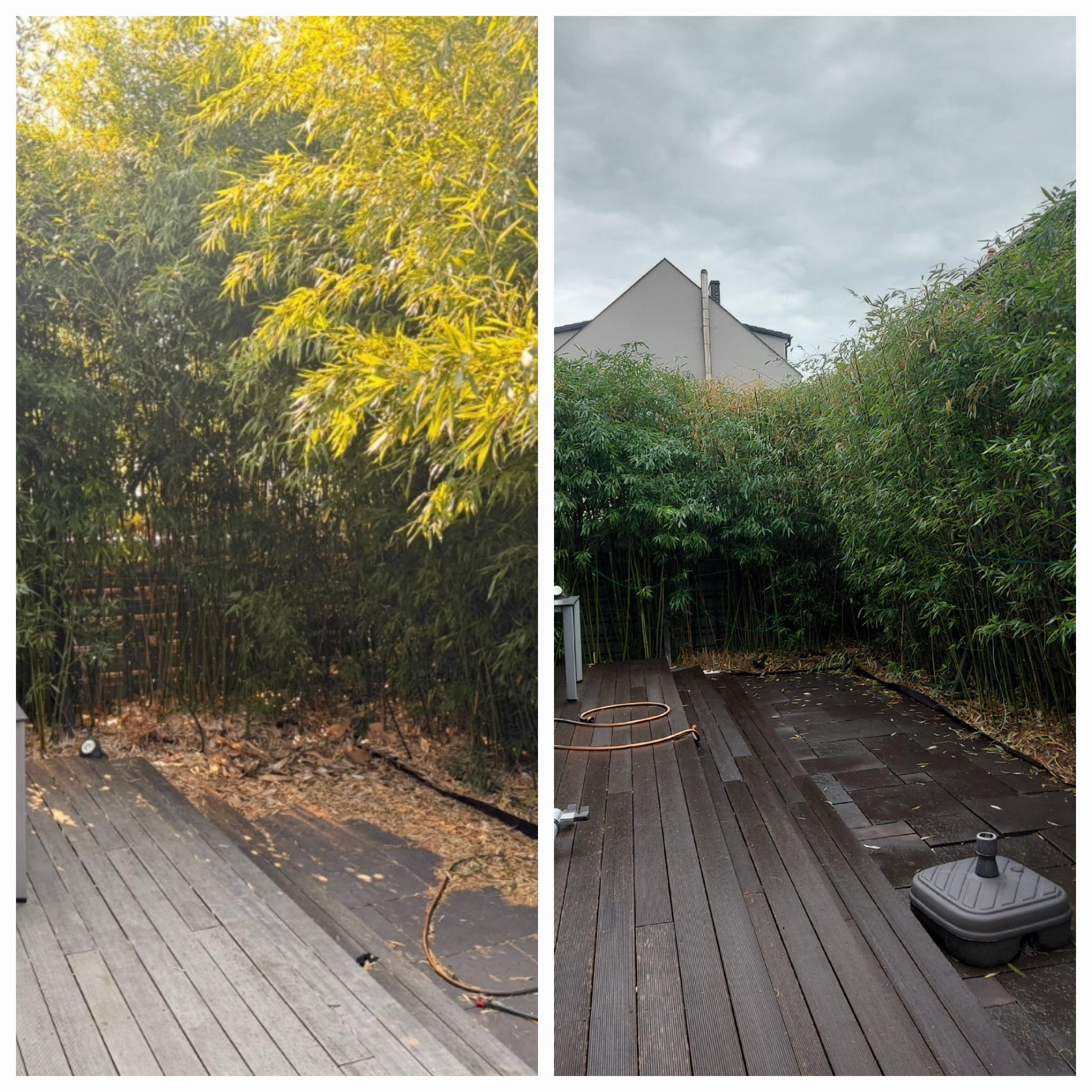 Porównanie bambusowego żywopłotu przed i po przycięciu, widoczne różnice w gęstości i wysokości, z drewnianym tarasem w tle.
