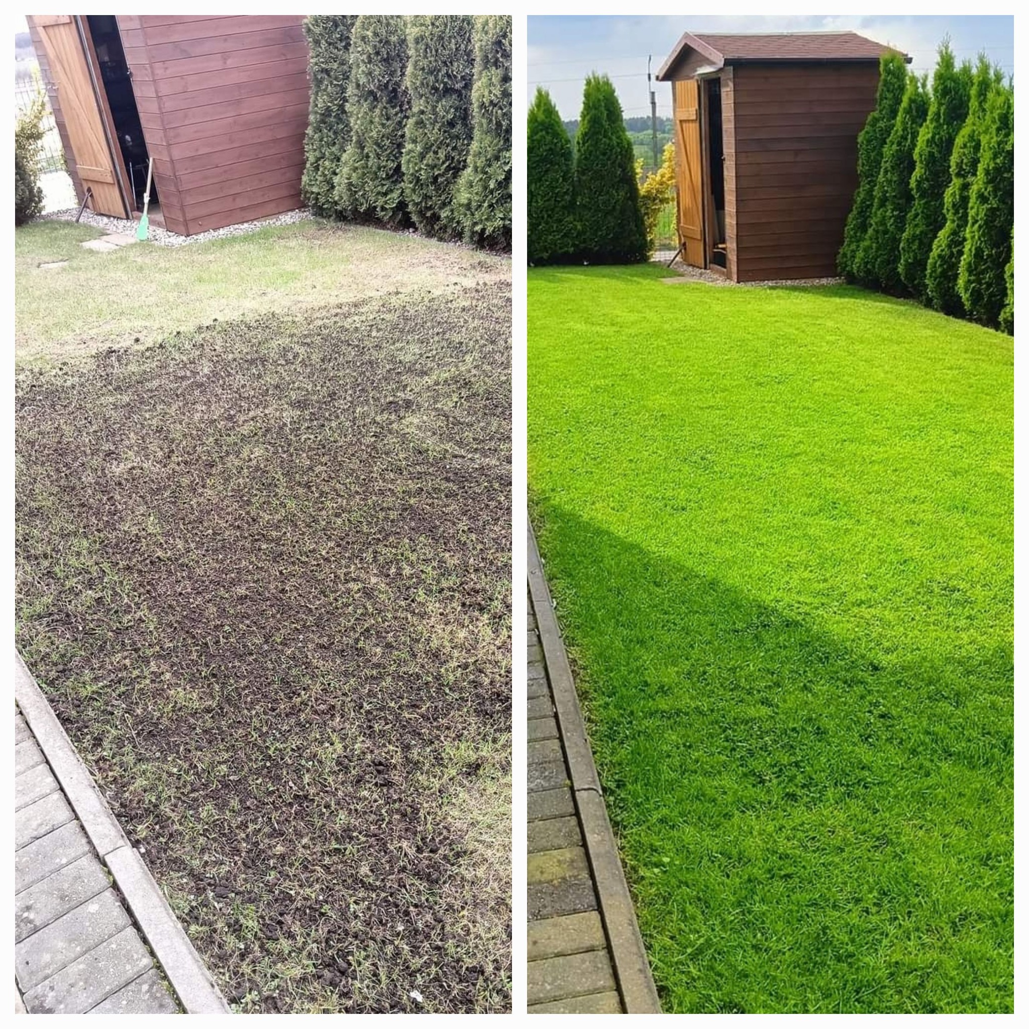 Porównanie stanu trawnika przed i po: z lewej ziemia z rzadką trawą, z prawej gęsta, soczysta zieleń, w tle drewniana szopa i rząd tuj.