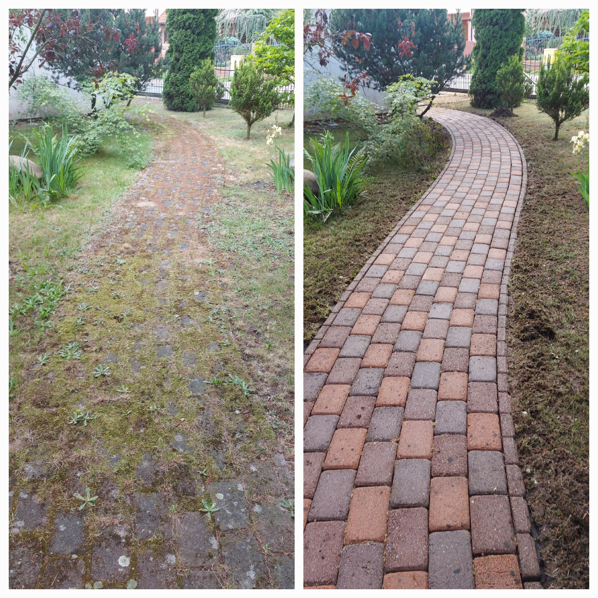 Porównanie: Zarośnięta mchem i chwastami ścieżka z kostki brukowej przed i po czyszczeniu, ukazująca efekt odzyskania koloru i usunięcia zabrudzeń.