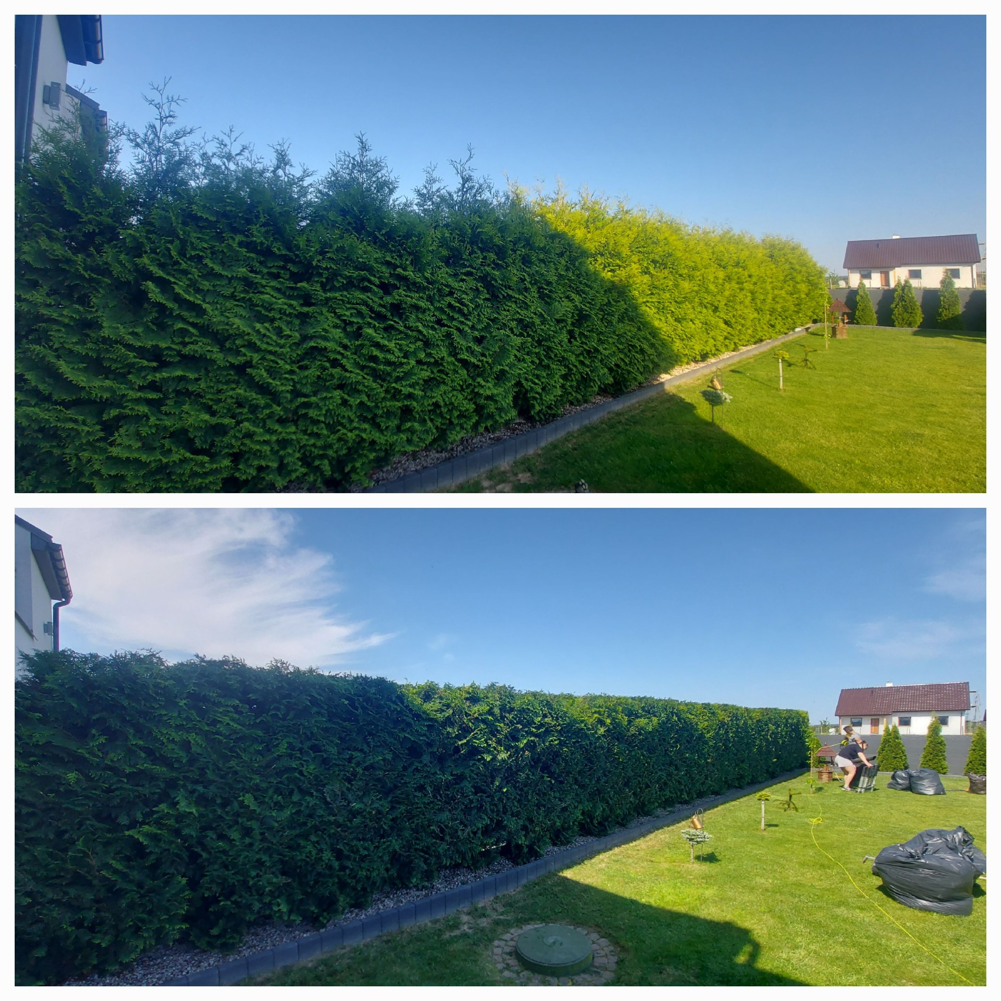 Dwa ujęcia tej samej, gęstej, formowanej zielonej ściany z tui, na drugim zdjęciu widoczna osoba sprzątająca teren po strzyżeniu, z workami na odpady i narzędziami.