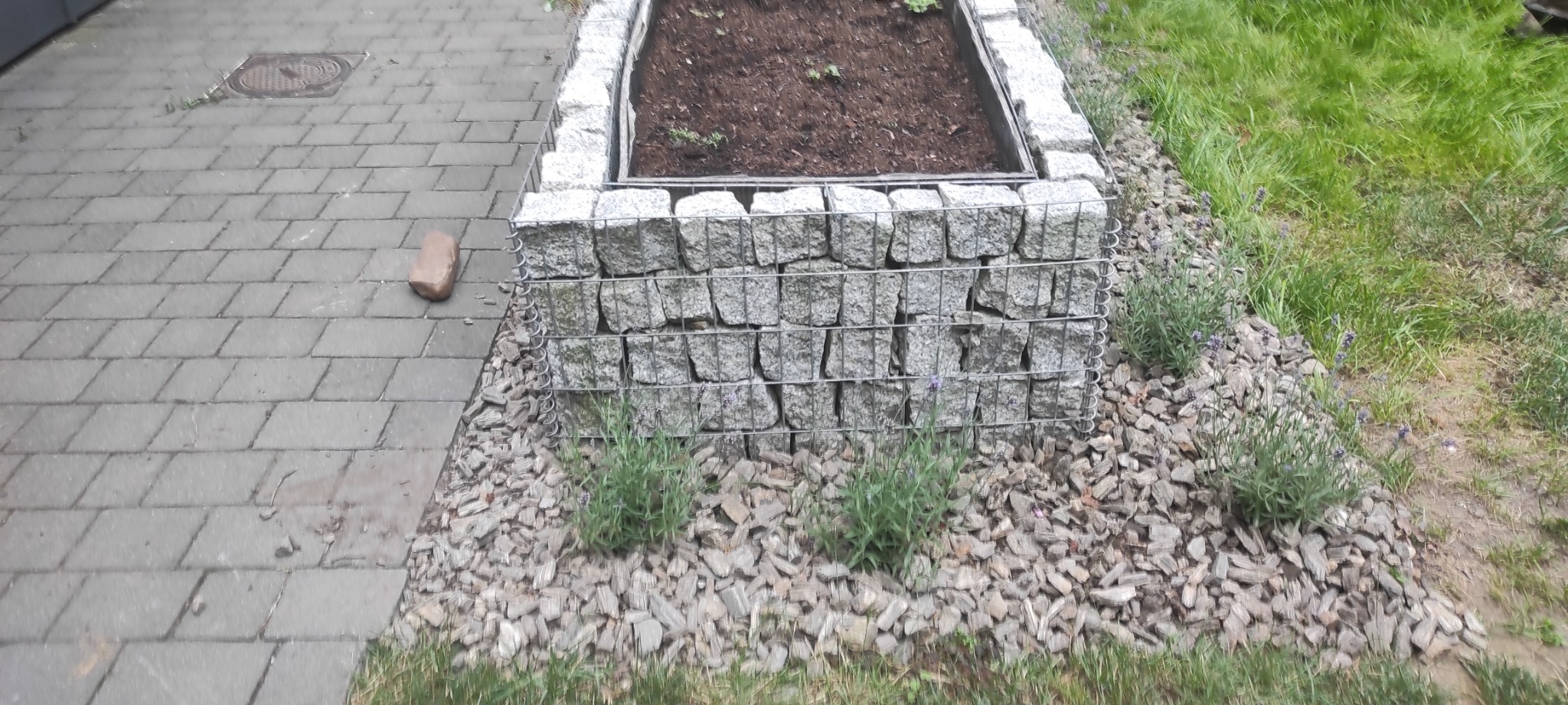 Gabionowa rabata kwiatowa z lawendą, obłożona korą, na tle kostki brukowej i trawnika.