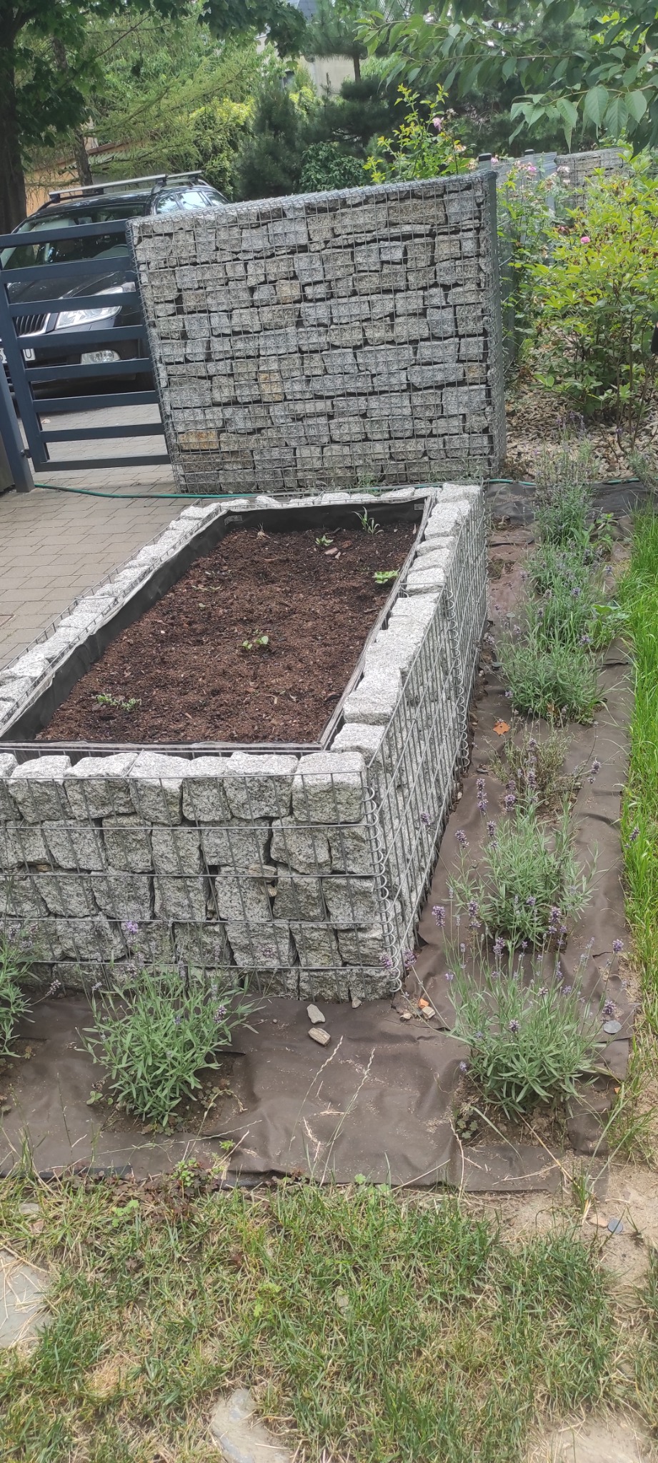 Podwyższona rabata z gabionów wypełniona ziemią, obok posadzone lawendy, w tle widoczny drugi gabion i fragment samochodu.