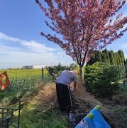 Pracownik w trakcie rozkładania słomy wokół pnia kwitnącego drzewa wiśni japońskiej w ogrodzie, widoczne rozległe pole w tle i fragment ogrodzenia.