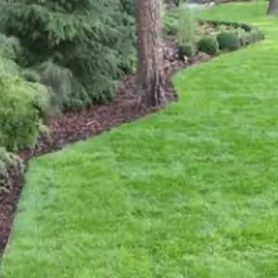 Świeżo założony trawnik z rolki, graniczący z rabatą wysypaną korą i obsadzoną iglakami, widok z góry w słoneczny dzień.