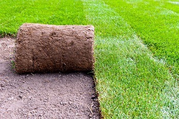 Rozwinięta rolka trawy na przygotowanym podłożu, widoczny kontrast między ciemną ziemią a soczystą zielenią trawnika.