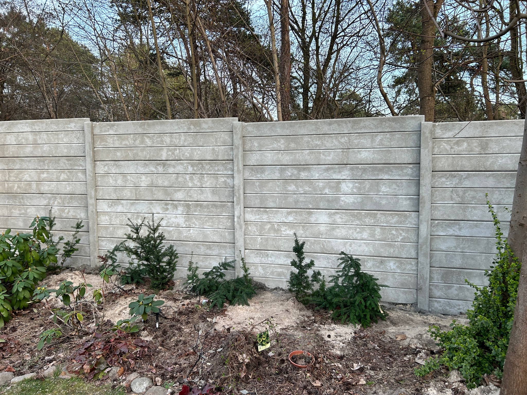 Szary, prefabrykowany płot z betonu z poziomymi panelami, widok na ogród z młodymi iglakami posadzonymi wzdłuż ogrodzenia.