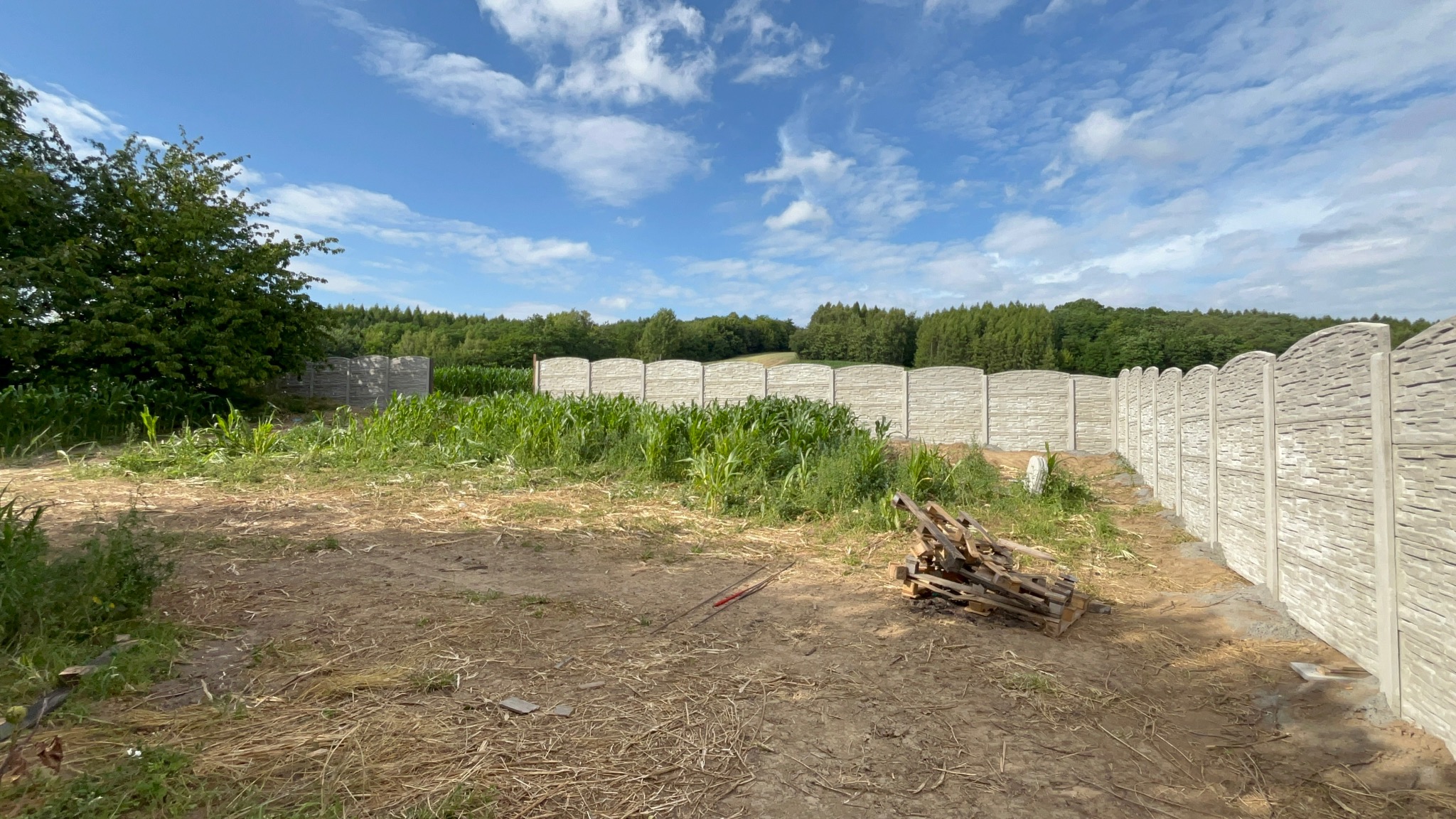 Nowo postawione ogrodzenie betonowe z dekoracyjnym wzorem, oddzielające pole kukurydzy od posesji. Na pierwszym planie stos drewna i narzędzia.