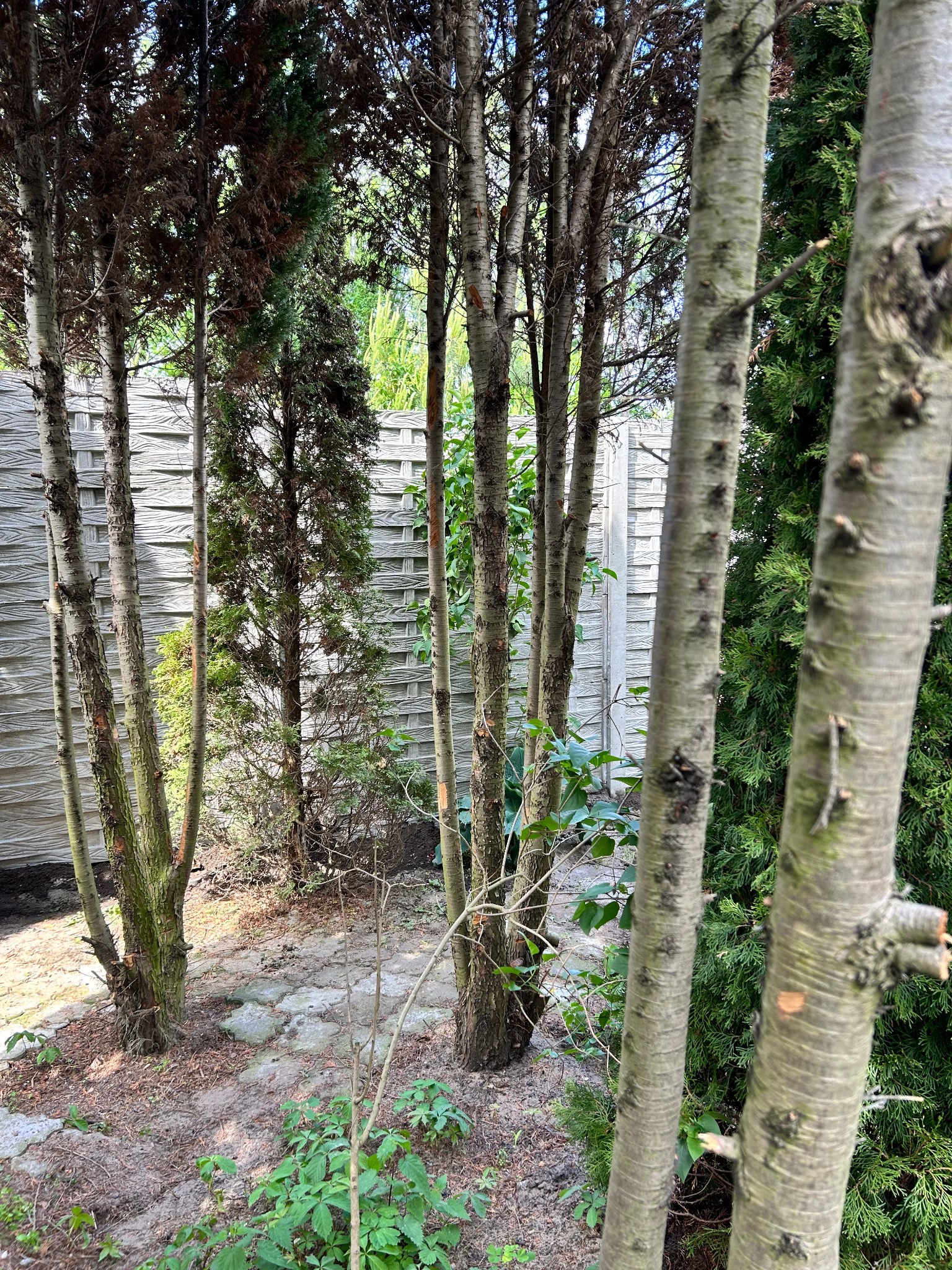 Jasnoszary, ażurowy płot betonowy widziany przez pnie drzew. Elementy zieleni w tle. Ujęcie z bliska, podkreślające strukturę betonu i naturalne otoczenie.