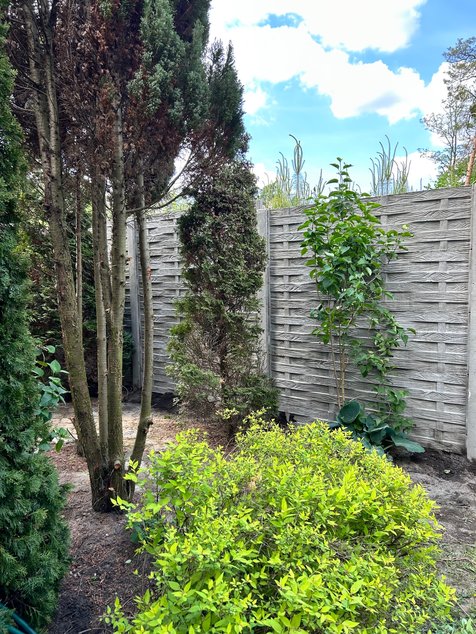 Szary, pleciony wzór ogrodzenia betonowego w ogrodzie, otoczony zielenią drzew i krzewów, z fragmentem niebieskiego nieba w tle.