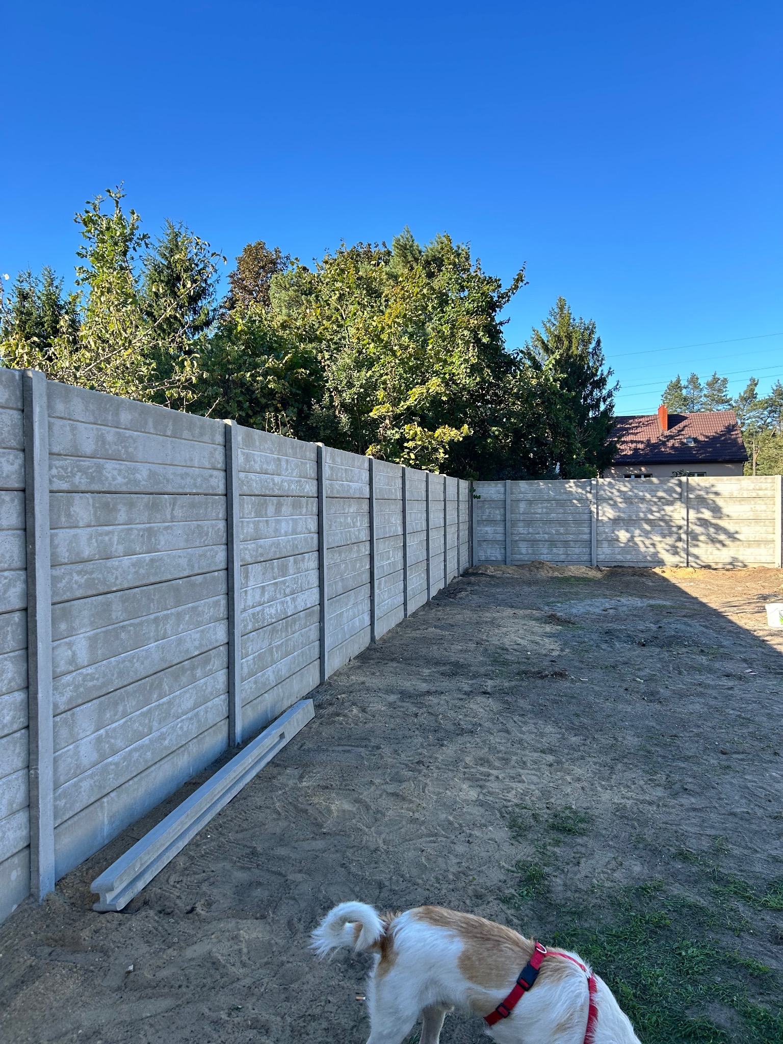 Długi, szary, betonowy płot z poziomymi panelami, częściowo ukończony, z psem w czerwonej uprzęży w rogu. W tle drzewa i błękitne niebo.