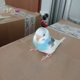 I moja kochana papuga