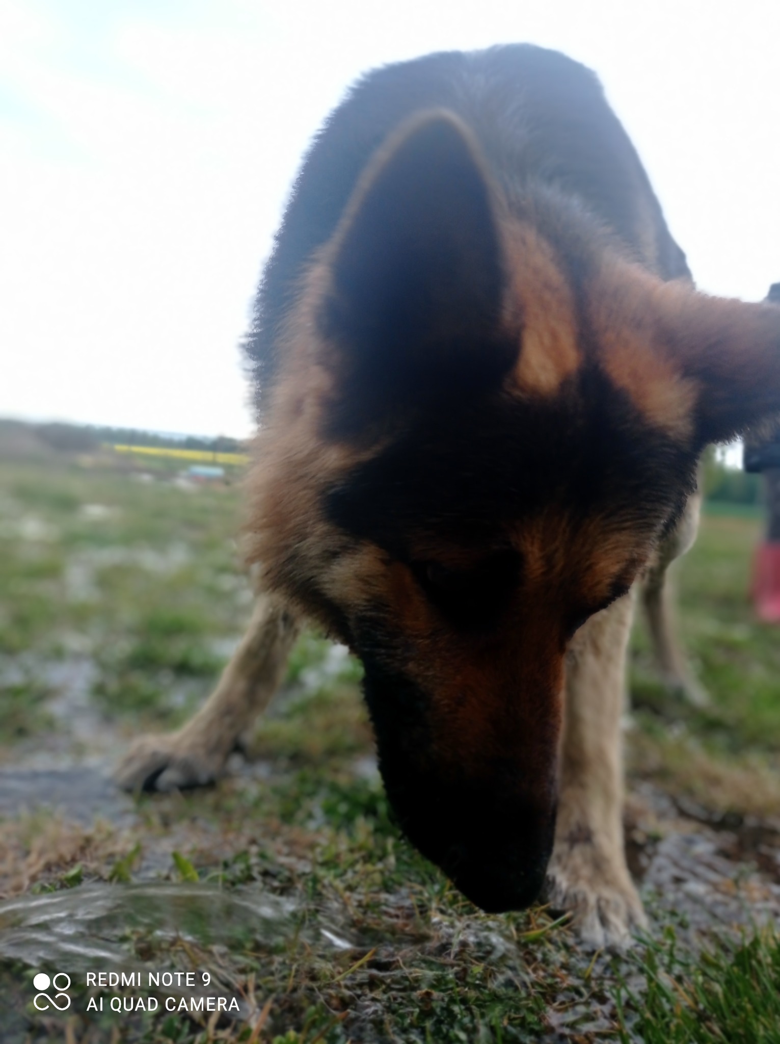 To jest owczarek niemiecki.