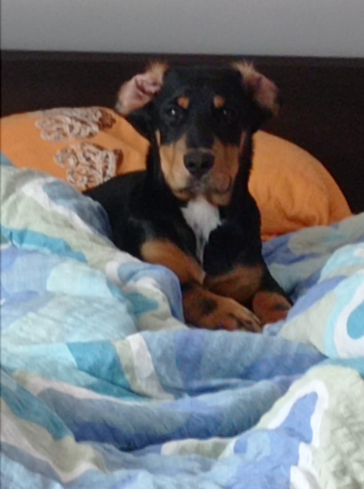 Czarno-brązowy pies rasy mieszanej leży na niebieskiej pościeli z wzorem, z pomarańczową poduszką w tle.