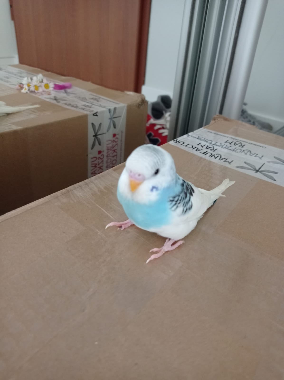 I moja kochana papuga