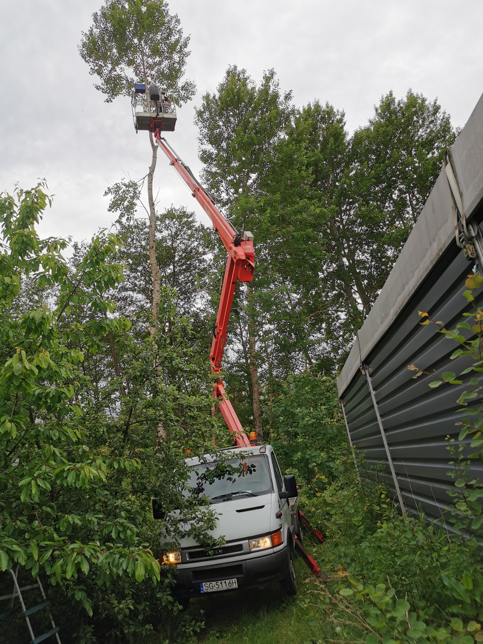 Czerwony podnośnik koszowy ustawiony na nierównym terenie, pracownik w koszu przycina górne gałęzie wysokiego drzewa, widoczne zielone otoczenie i szara ściana.