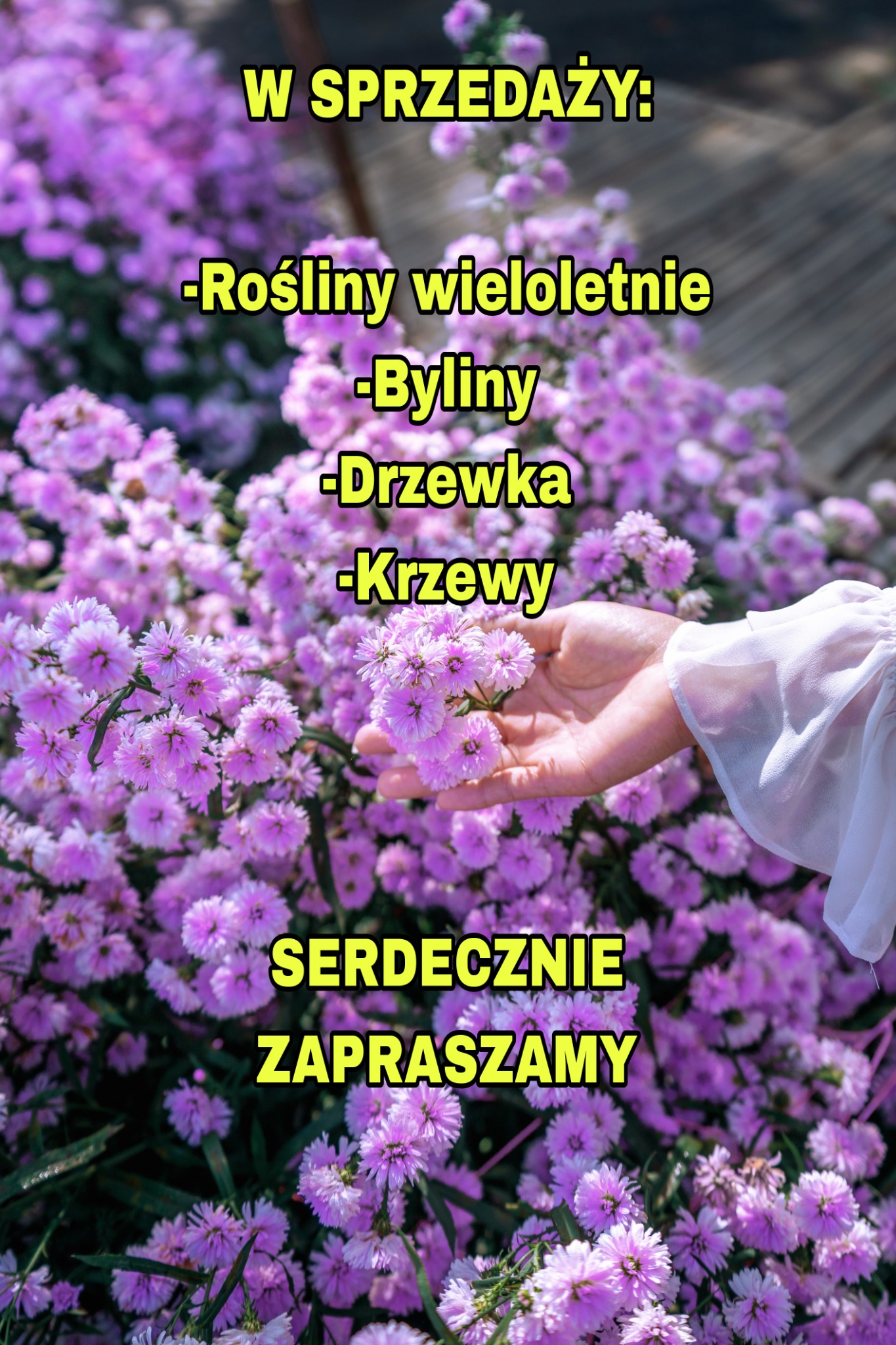 Ręka w białej bluzce prezentuje fioletowe kwiaty z napisem 'W sprzedaży: Rośliny wieloletnie, Byliny, Drzewka, Krzewy. Serdecznie zapraszamy'.