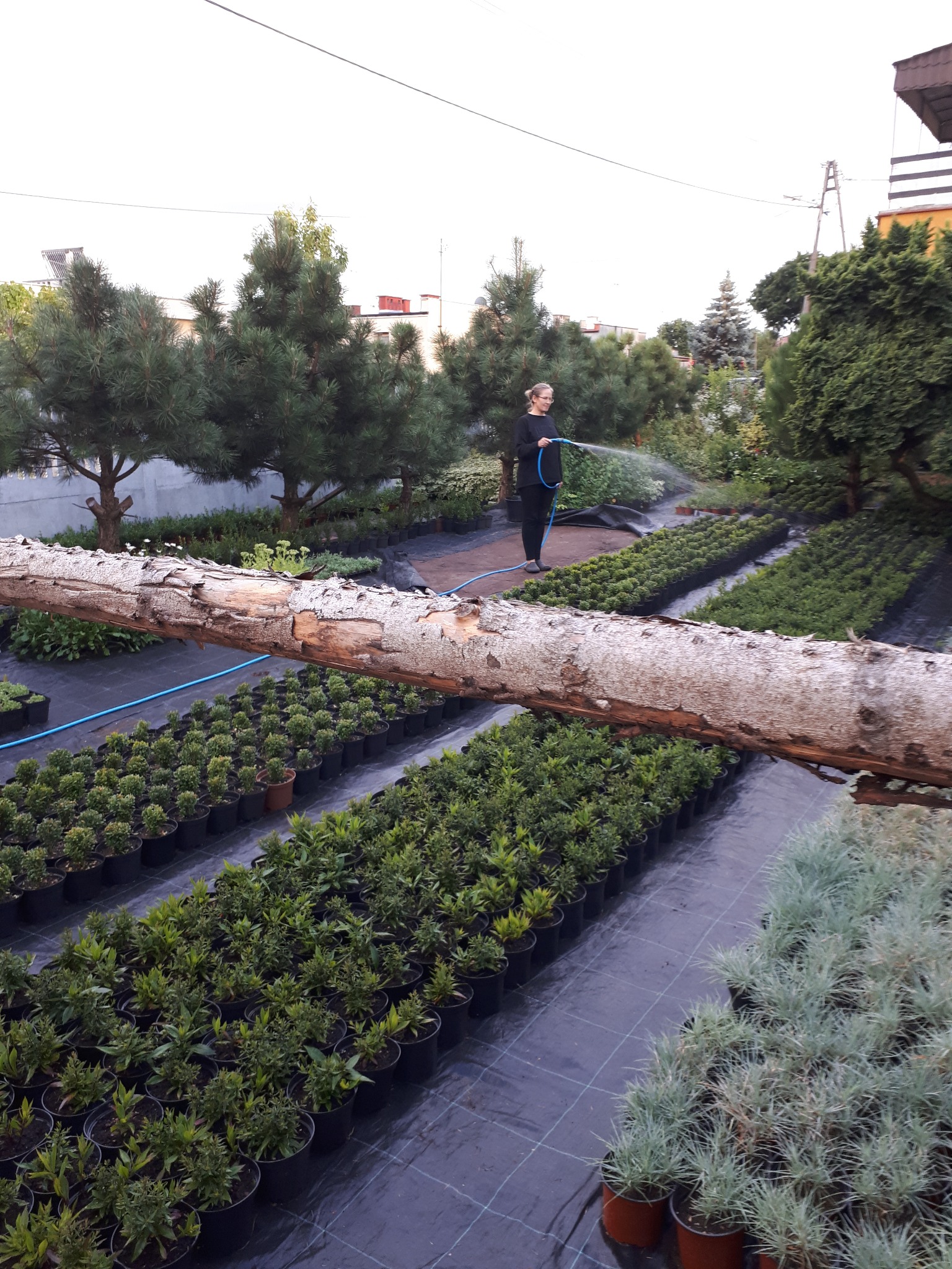 Kobieta podlewa sadzonki w szkółce roślin, widoczne rzędy doniczek na czarnej macie, w tle drzewa iglaste i budynki.