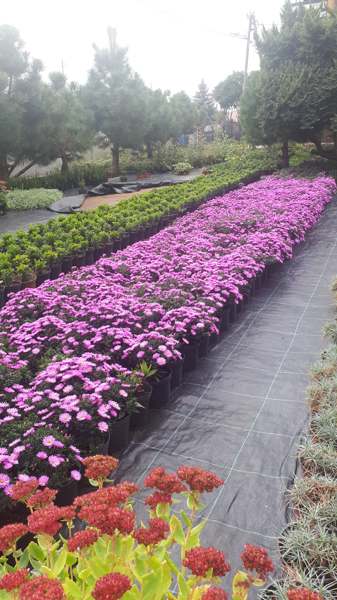 Rząd donic z kwitnącymi na fioletowo astrami, obok rzędy z zielonymi krzewami i rozchodnikiem okazałym na czarnej macie szkółkarskiej, w tle drzewa.
