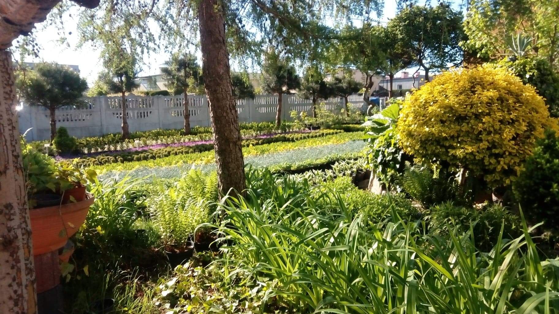 Uporządkowany ogród z równo przyciętymi roślinami, rabatami kwiatowymi i żywopłotem wzdłuż betonowego ogrodzenia.