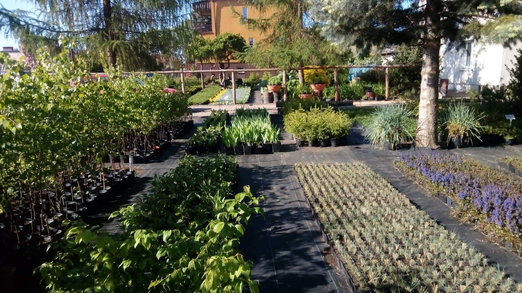 Szeroki kadr szkółki roślin z rzędami sadzonek w czarnych doniczkach, widoczne różne gatunki, od niskich bylin po drzewka, w tle budynek mieszkalny i ogrodzenie z drewnianych bali.