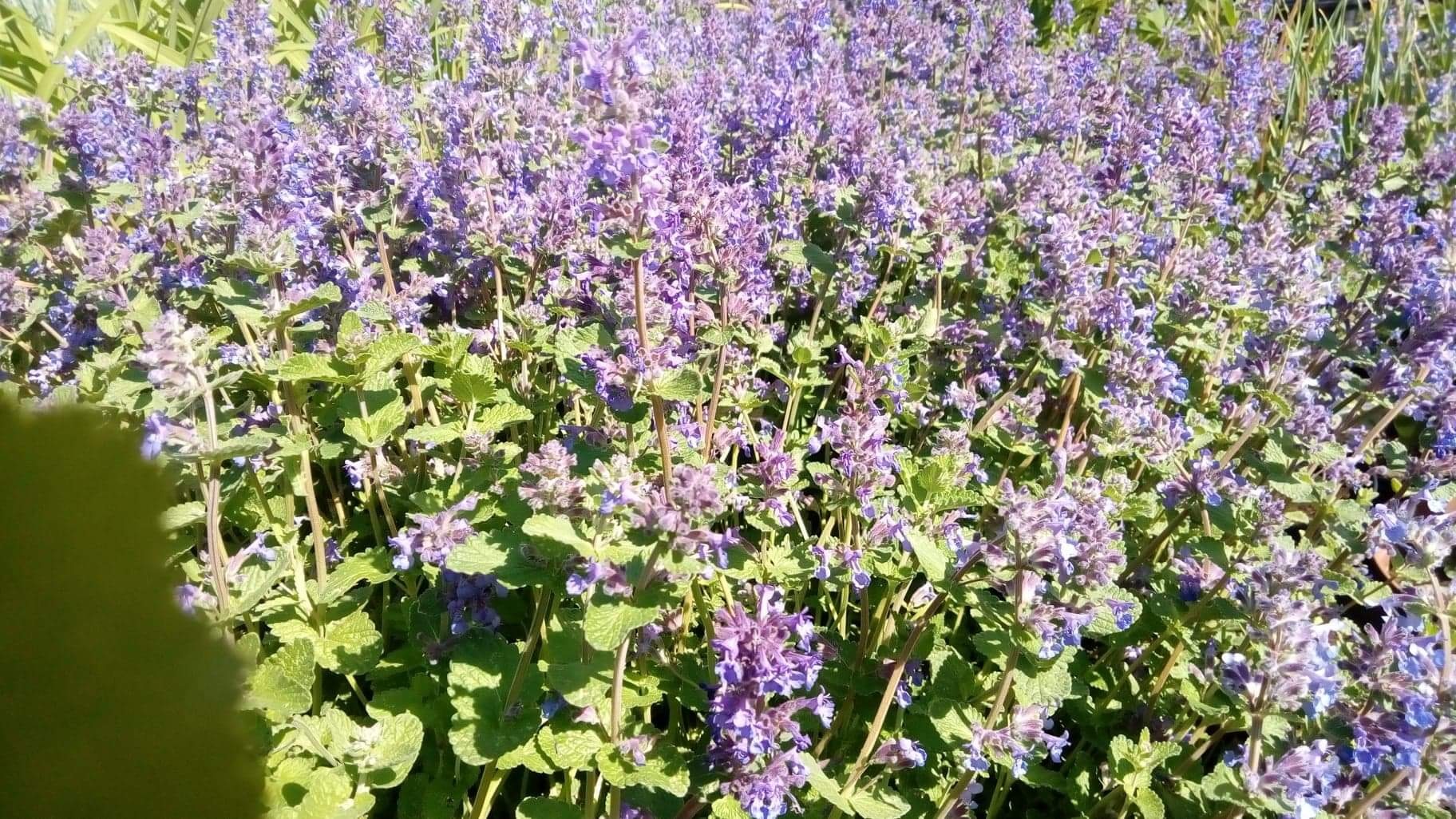 Kępa kwitnącej kocimiętki o fioletowych kwiatach i zielonych liściach, rosnąca w ogrodzie w słoneczny dzień.
