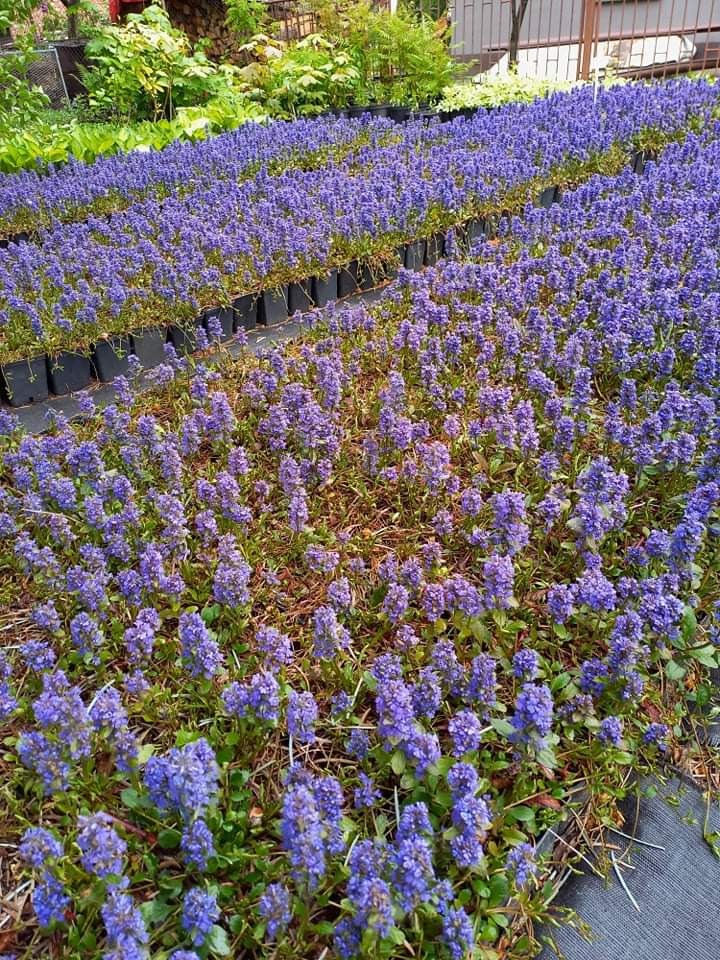 Pole kwitnącej, niskiej, fioletowej Ajugi w szkółce, widoczne czarne doniczki w rzędach i mata szkółkarska.