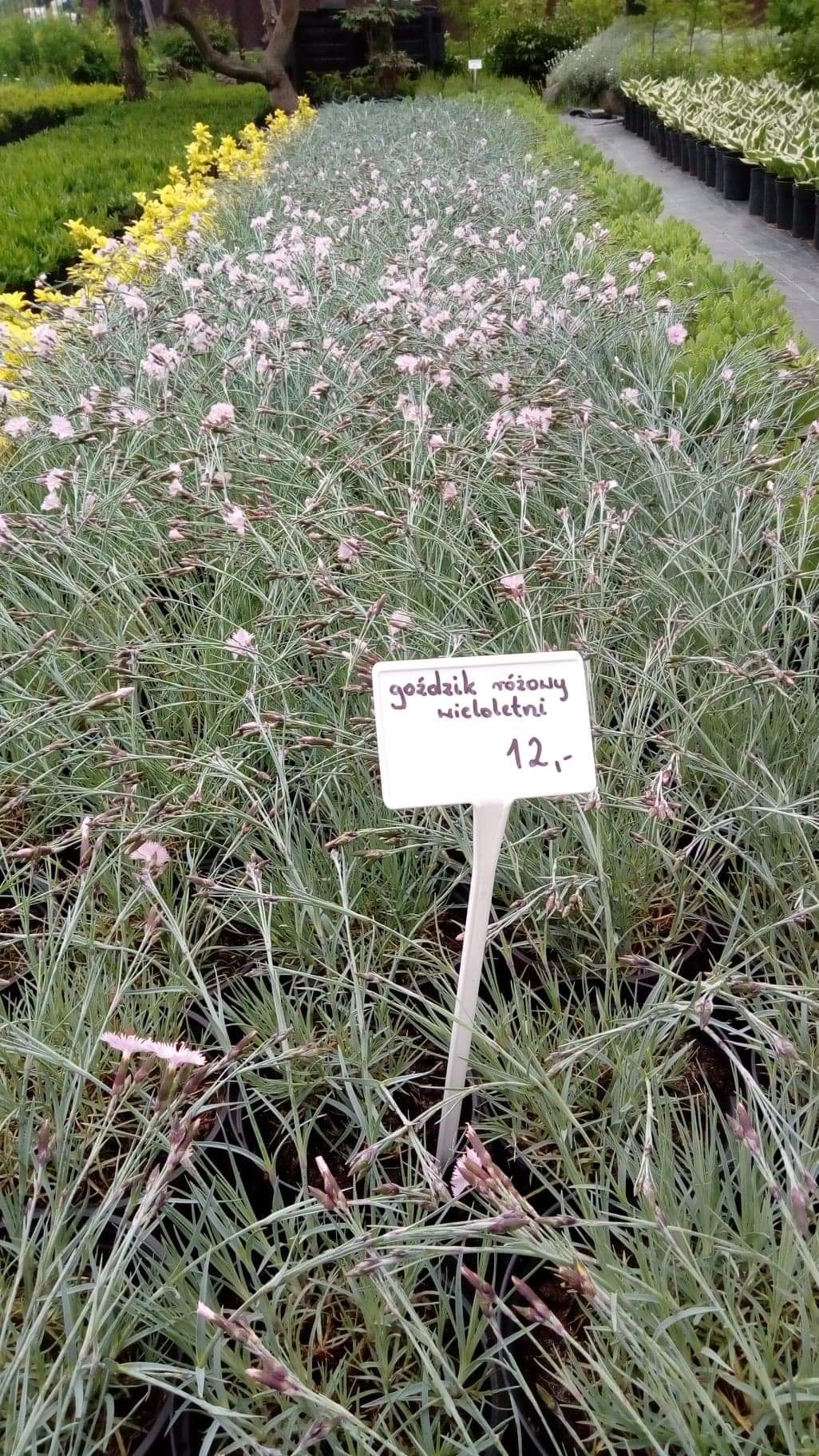 Rząd kwitnących goździków różowych wieloletnich w szkółce w Iławie, z ceną 12 zł na tabliczce informacyjnej.