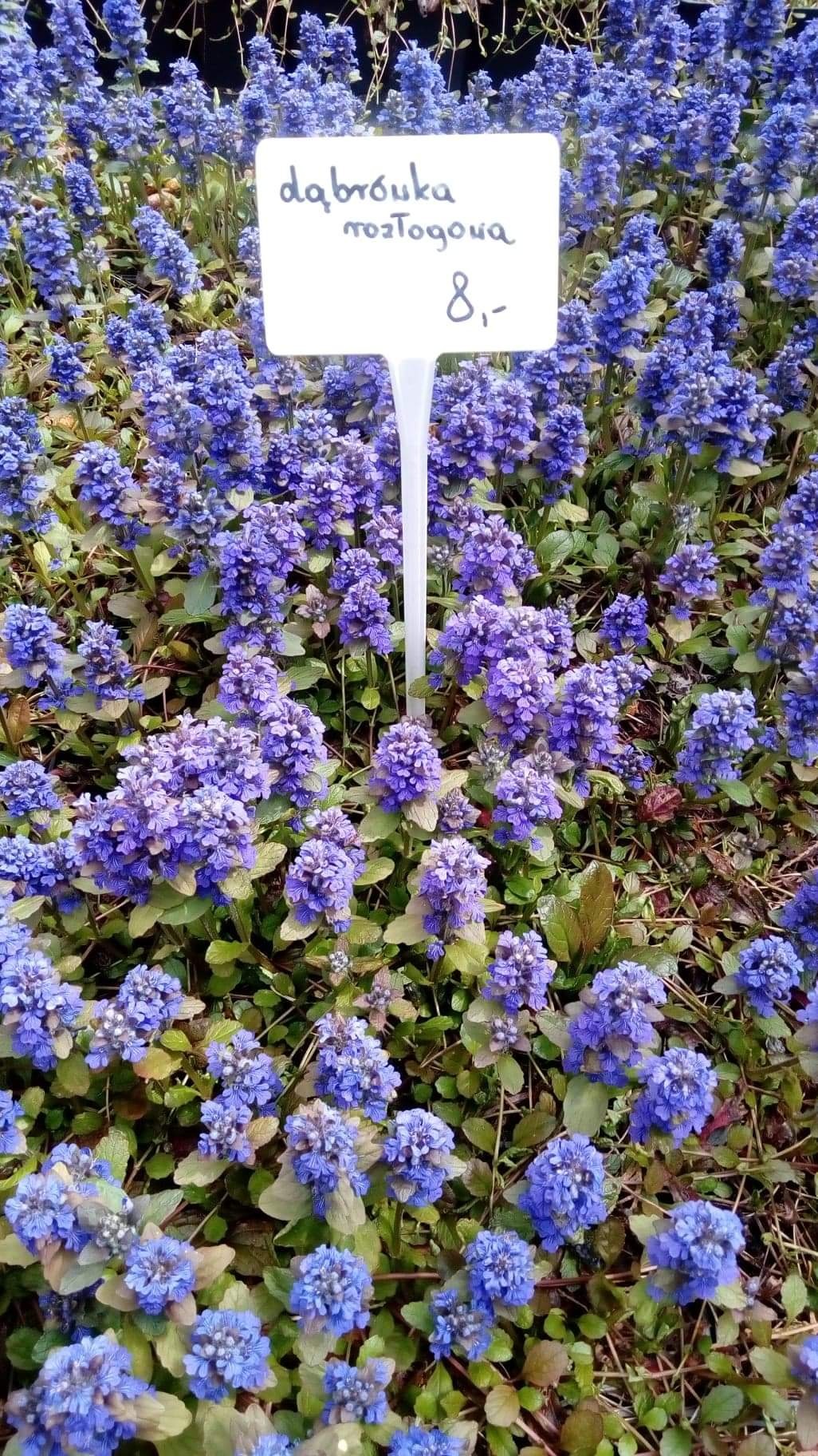Kępy kwitnącej na niebiesko dąbrówki rozłogowej z ceną 8 zł na tabliczce.