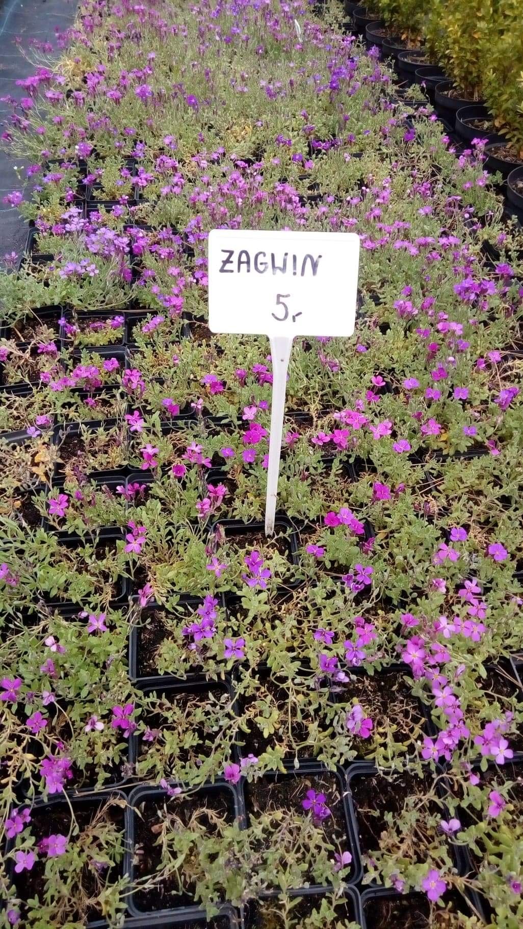 Zagwin w czarnych doniczkach, z ceną 5 zł na białej tabliczce, widok z góry.