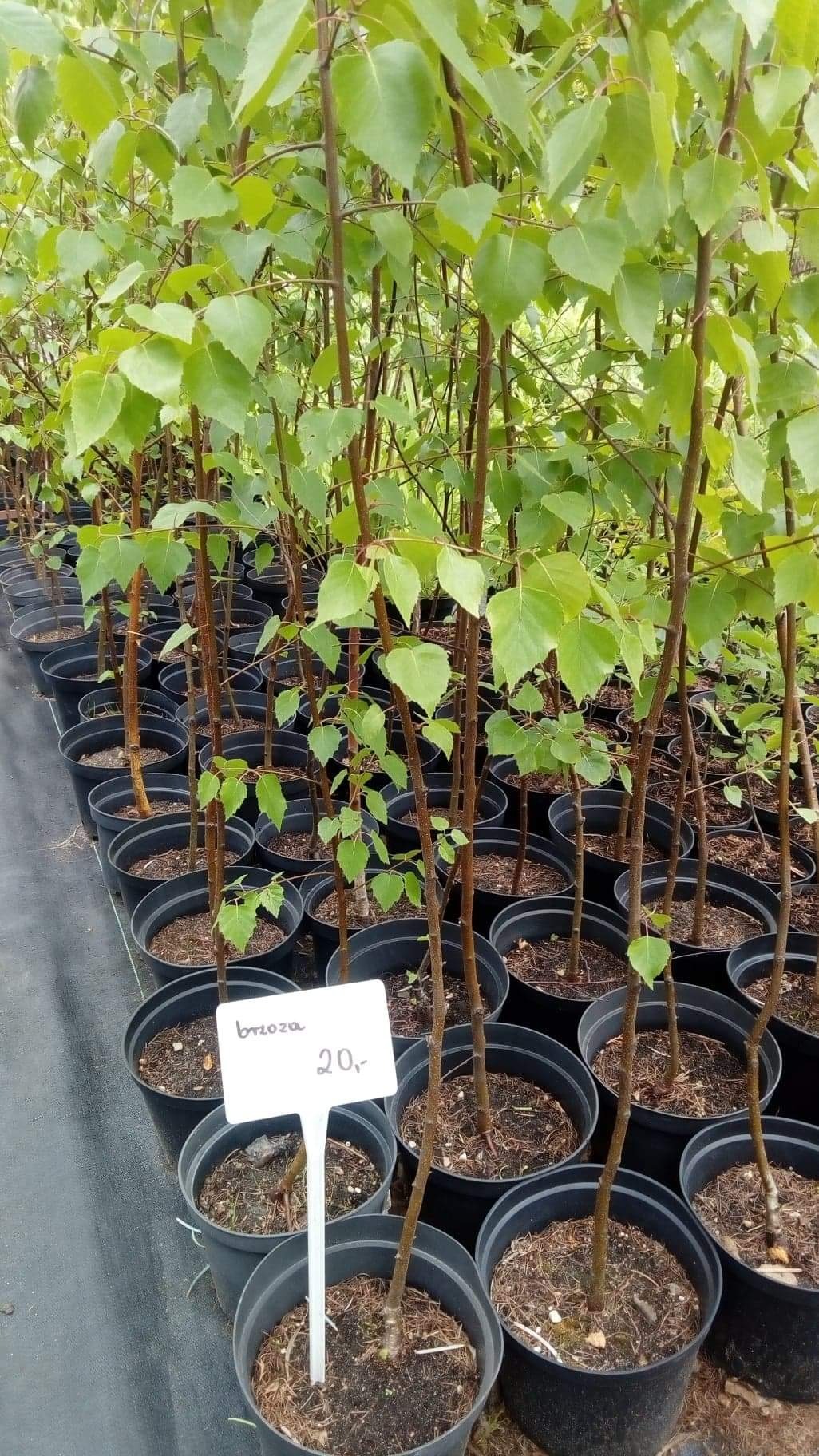 Sadzonki brzóz w czarnych doniczkach ustawione w rzędach, widoczna tabliczka z ceną 20 zł.
