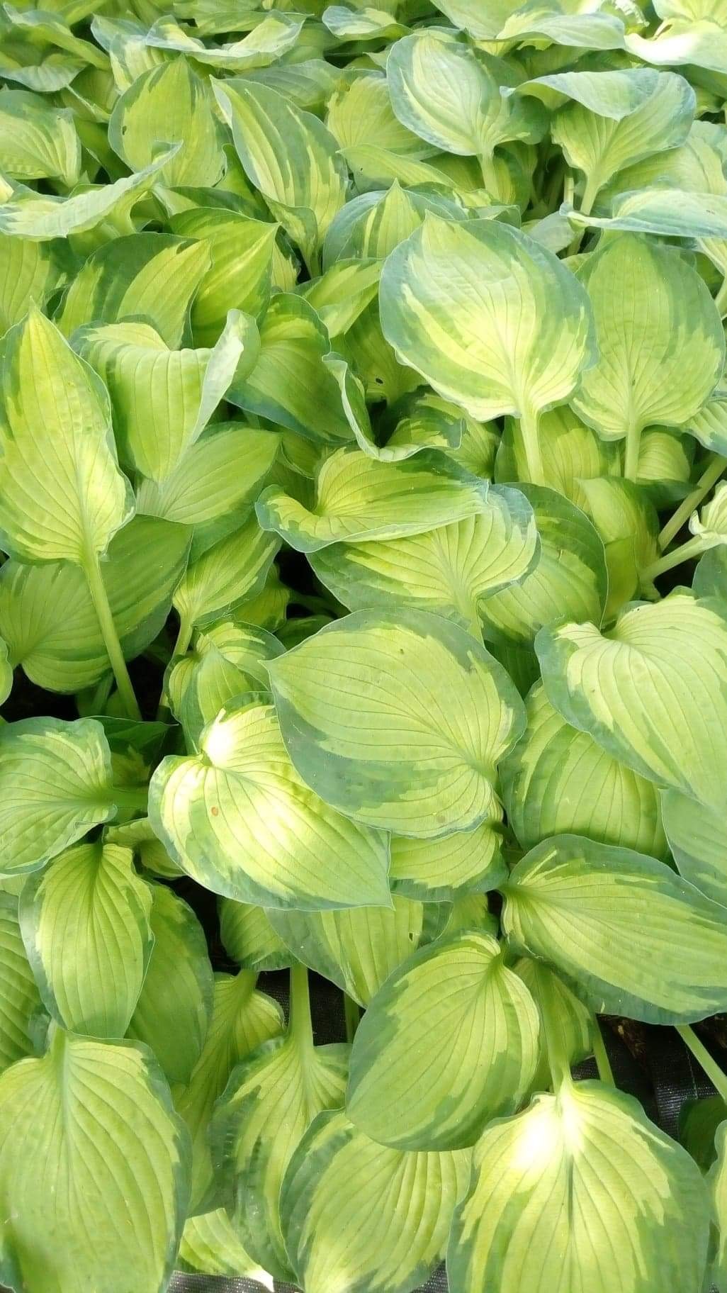 Gęste kępy funkii z liśćmi w odcieniach zieleni i kremowej bieli, delikatnie oświetlone słońcem.