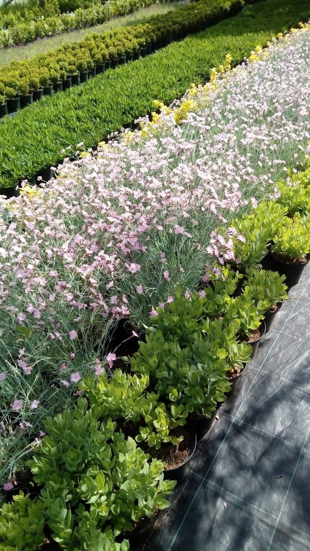 Rzędy donic z różnymi gatunkami roślin w szkółce, widok z góry, dominują goździki w odcieniach różu i rozchodniki o soczystej zieleni.