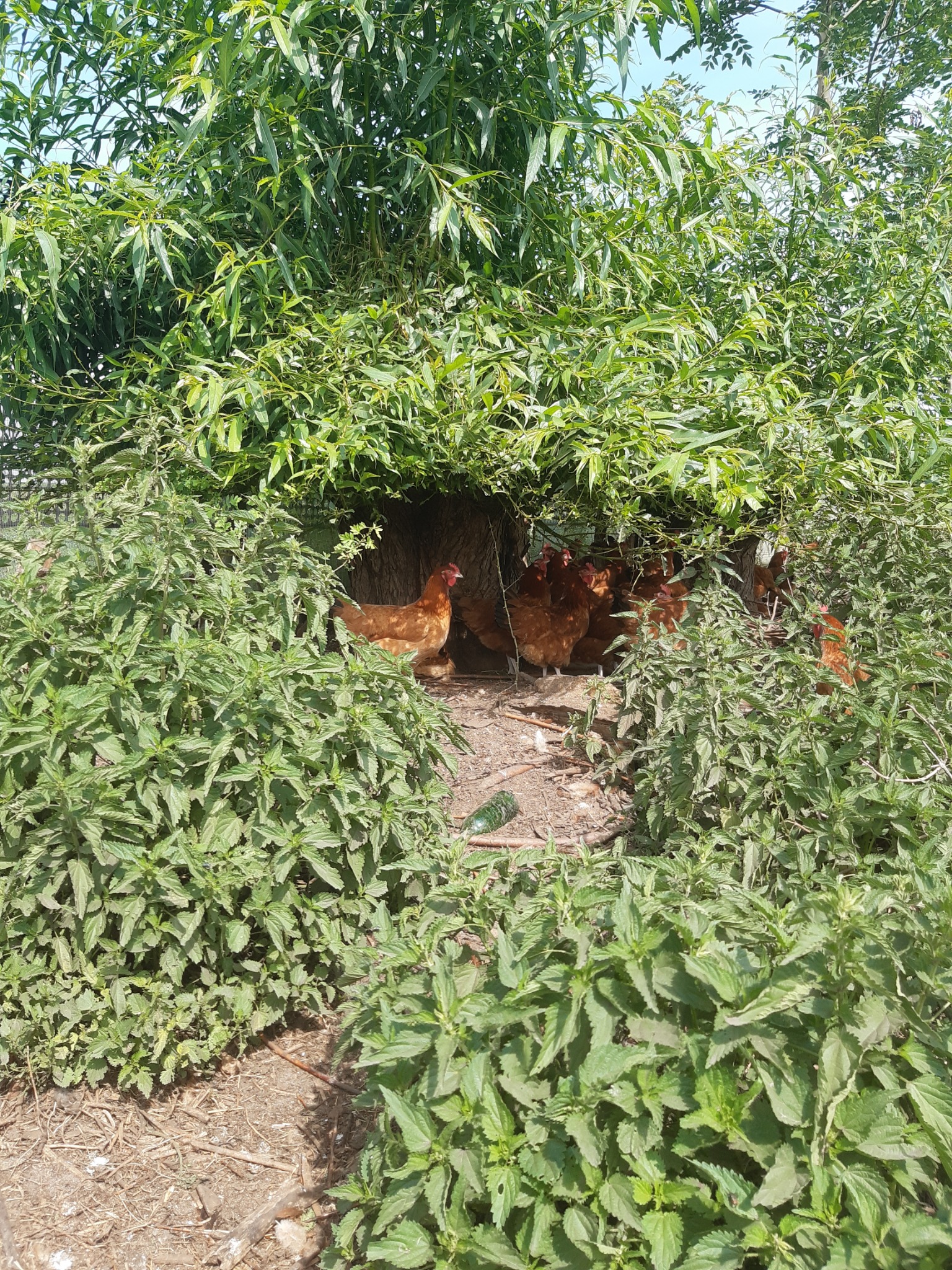 Kury rasy Rhode Island Red w naturalnym schronieniu z drzew i pokrzyw na wiejskim podwórku.