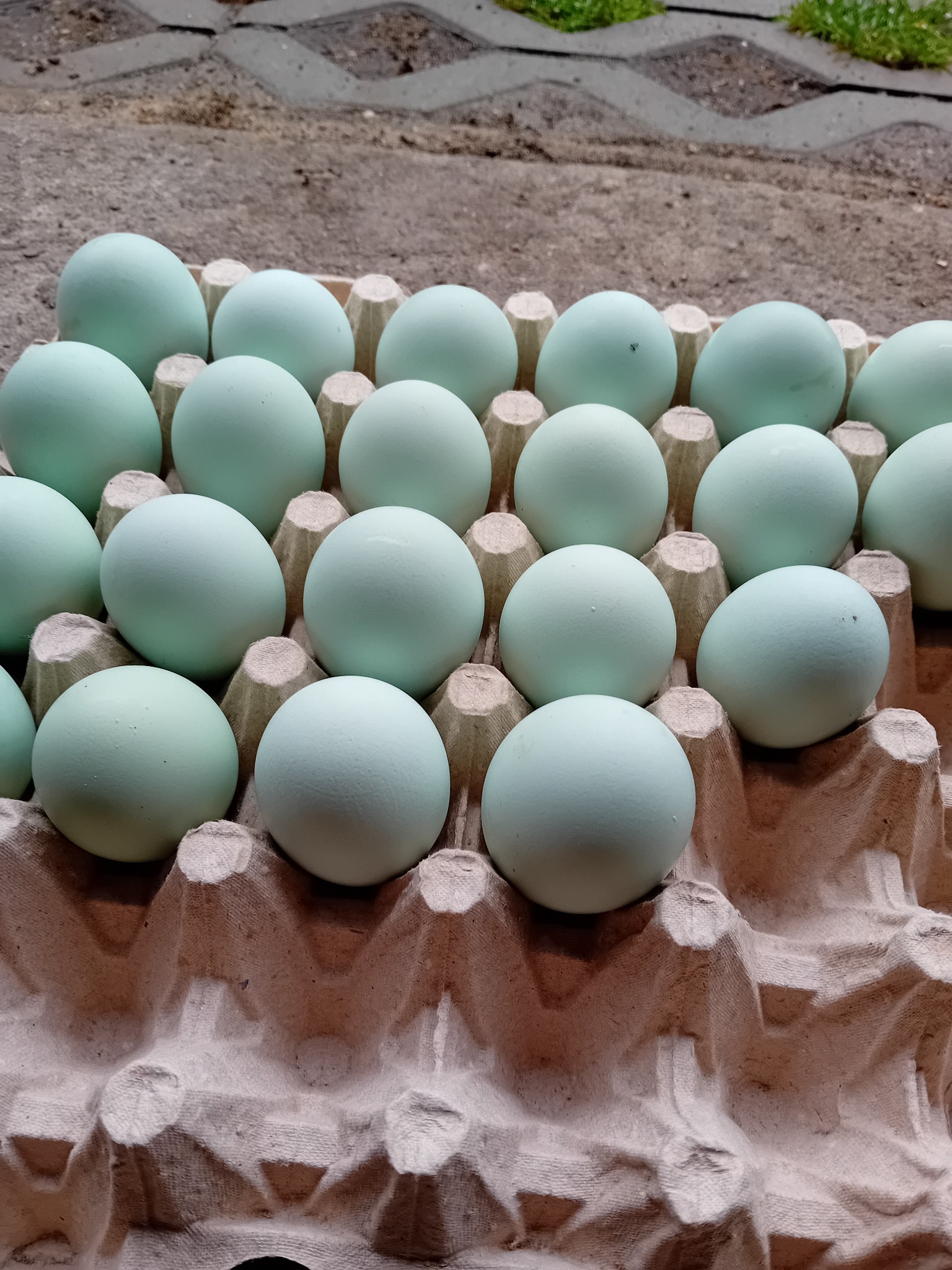 Dwa rzędy turkusowych jaj w wytłoczce z szarego papieru, widoczne z góry, z betonowym tłem.