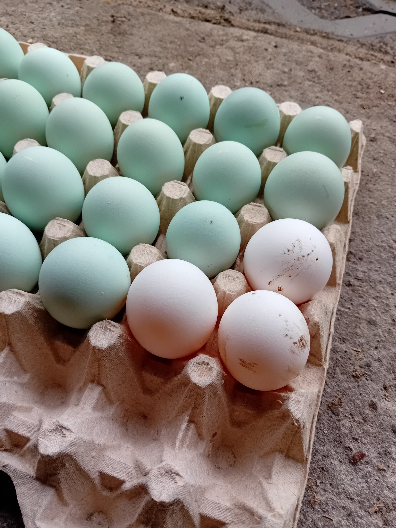 Karton wytłaczanka wypełniona turkusowymi i białymi jajami, widoczne lekkie zabrudzenia na skorupkach, oferowane w Strzegowie.
