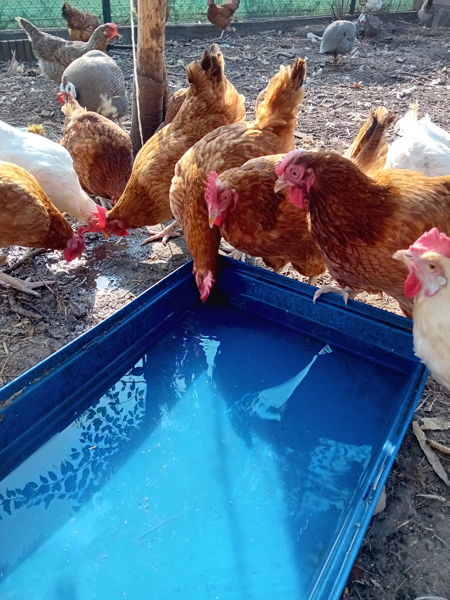 Stado kur różnych ras pije wodę z niebieskiego, plastikowego pojemnika na podwórku, w tle widoczna siatka ogrodzeniowa i inne ptaki.