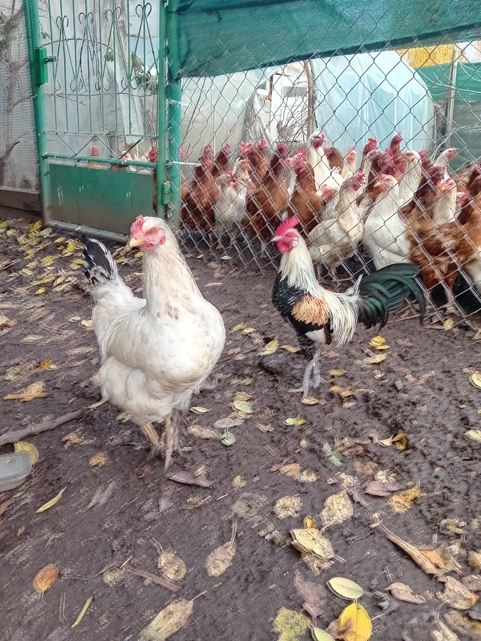 Kura i kogut na błotnistym podwórku z opadłymi liśćmi, w tle kurnik z siatki i stado kur