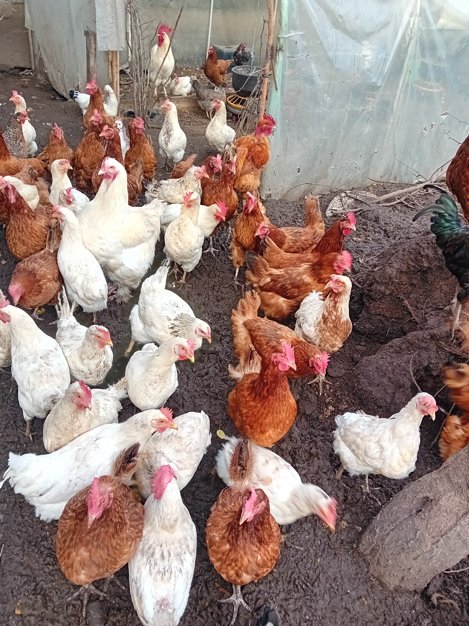 Stłoczone kury rasy Rhode Island Red i białe Leghorn na błotnistym podłożu w kurniku z plastikową folią w tle.