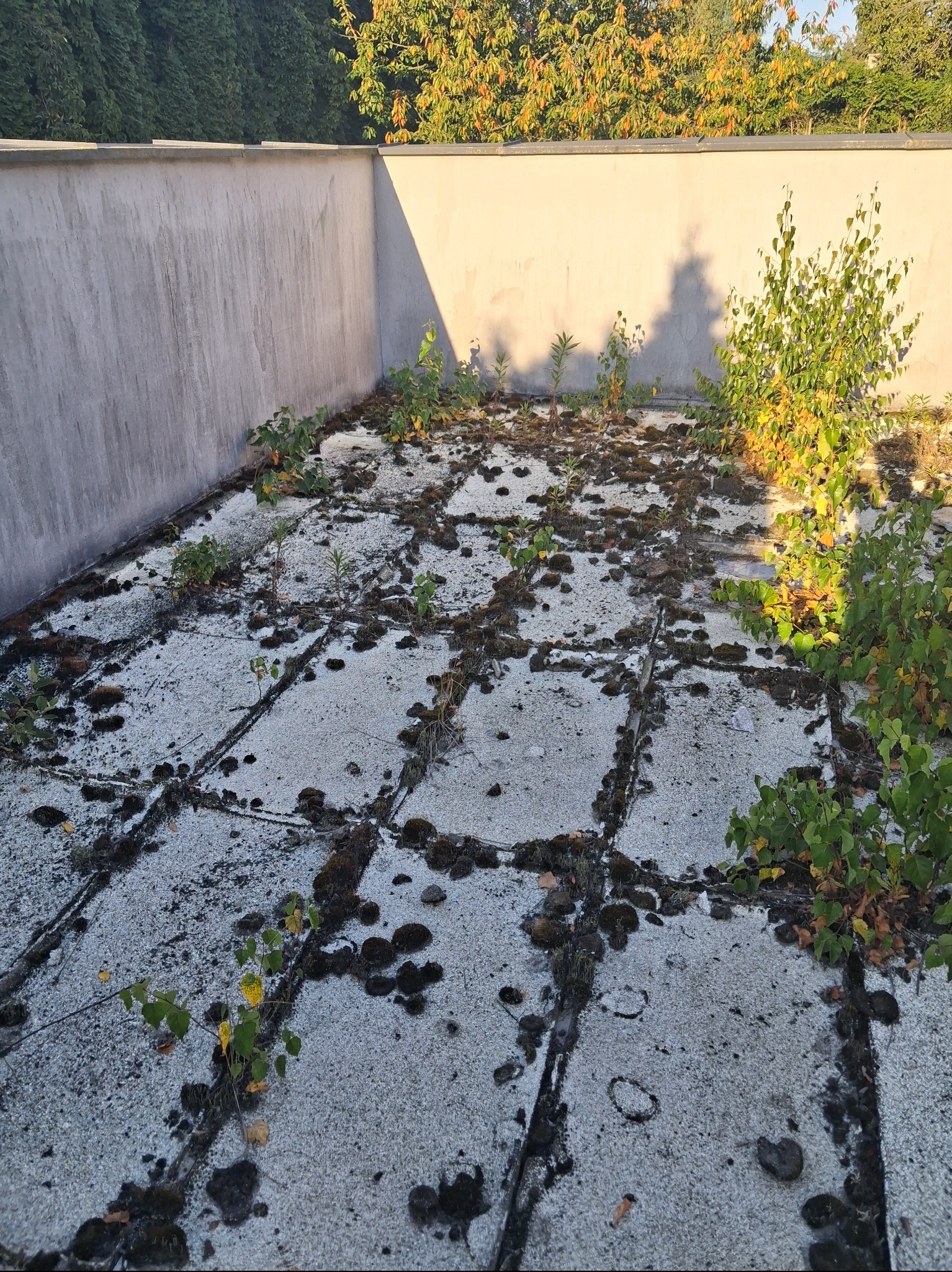 Zarośnięty, płaski dach pokryty płytami z widocznym mchem i roślinnością, z betonowym murem w tle i drzewami. Widoczne ślady zaniedbania i brak konserwacji.