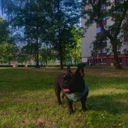 Wyprowadzanie psów Katowice 2