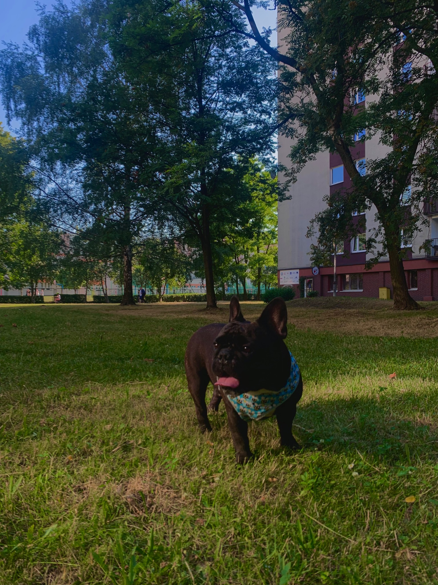 Czarny buldog francuski z wywieszonym językiem i niebieską bandaną w pszczoły, stoi na trawniku przed blokiem w słoneczny dzień.