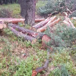 Ścięte pnie drzew i gałęzie sosnowe w lesie, po wycince. Widoczne świeże przekroje drewna i leśne runo. Praca wykonana w naturalnym otoczeniu.