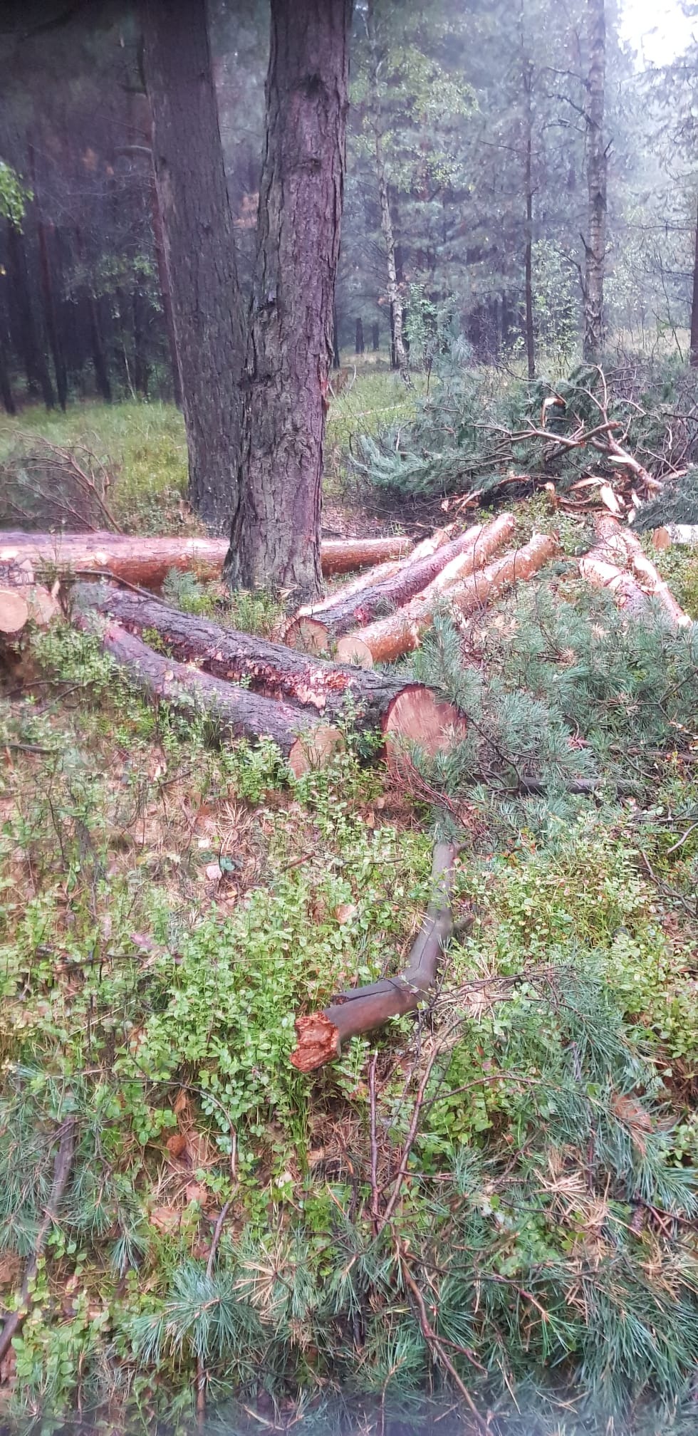 Ścięte pnie drzew i gałęzie sosnowe w lesie, po wycince. Widoczne świeże przekroje drewna i leśne runo. Praca wykonana w naturalnym otoczeniu.
